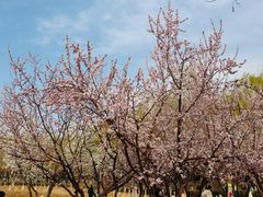 -大兴滨河森林公园