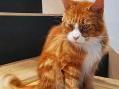 -瞄一喵猫咖(格力海岸店)
