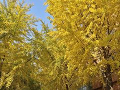 -西北大学(桃园校区)