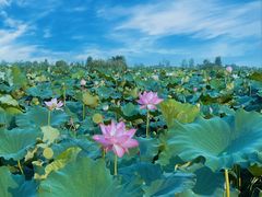 -池杉湖湿地公园