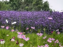 -西京湾花海
