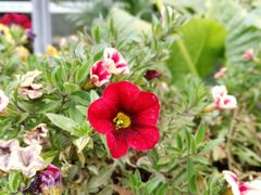 -嘉华鲜花饼·现烤(昆明老街店)