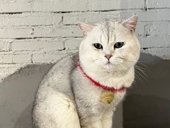-浣熊柯尔鸭土拨鼠·电玩咖