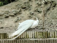 -栾川竹海野生动物园