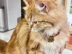 -MOCHA明星猫咖(田子坊店)