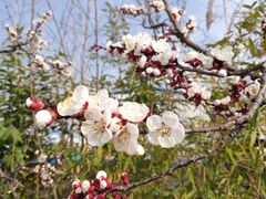 -咸阳湖景区-古渡公园