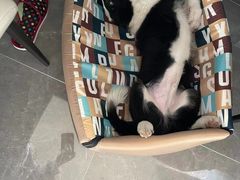 -翊宠yipet猫狗购宠庄园犬舍•猫舍