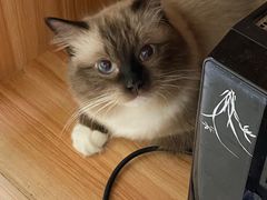-瑞鹏宠物医院·骨科·猫科·内科(第一中心)