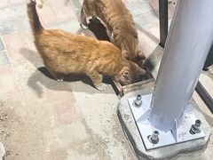 -太二酸菜鱼(石家庄万象城店)