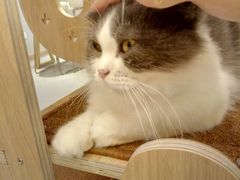 -飞行喵MR PILOT|猫舍·猫咖(静安大融城店)