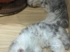 -屋虎猫馆(宝安大仟里店)