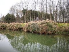 -桤木河湿地公园