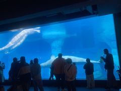 -海合安武汉极地海洋公园