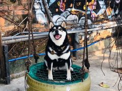 -柴犬高等学院·狗咖·柴犬售卖·宠物训练