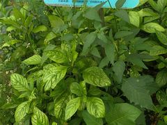 -广东中医药博物馆
