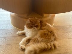 -CAT’S MEWSTAR CAFE·喵星球猫屋(晴湾咖啡店)
