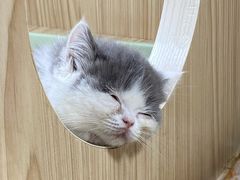 -屋虎猫馆(宝安大仟里店)