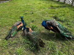 -哈尔滨北方森林动物园