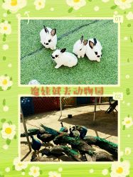 点击看大图 -萌宠亲子动物乐园(槐房万达店)