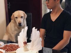 -咖咖熊蛋糕定制·英国蓝风车动物性淡奶油