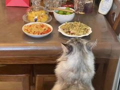 -欣宠猫屋·矮脚拿破仑·蓝金金渐层