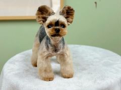 -鑫艺宠物美容培训学校