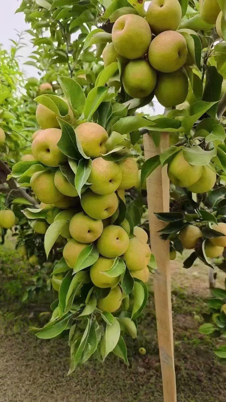 今日推荐👉好吃不贵的‎͏ 库尔勒香梨