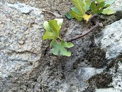 -梅黛奥拉修道院