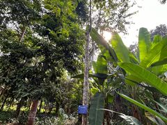 -中国科学院西双版纳热带植物园