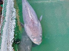 -蓝湾碧波·老字号·疍家非遗海上餐厅