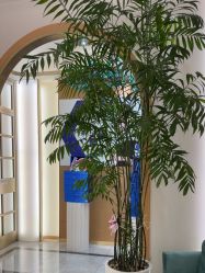 -雅曼妮spa美容养生