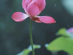 -国家植物园