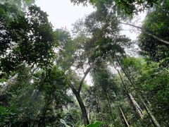 -西双版纳原始森林公园