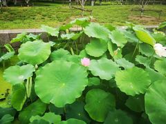 -莲花池公园