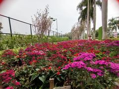 -观澜湖生态运动公社