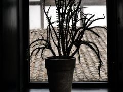 -月芽·自由餐厅·西溪湿地餐厅