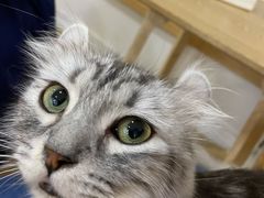 -李小姐の猫咖啡馆(五角场店)