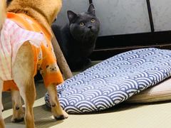 -逗柴咖啡屋·狗咖猫咖宠物桌游