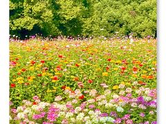 -上海共青森林公园