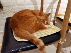 -平行世界·猫咖(首经贸店)