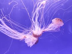 -乌鲁木齐海洋馆