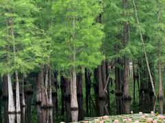 -白鹭湾湿地公园