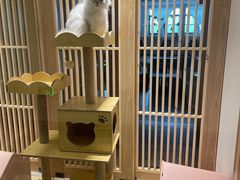 -猫腻·猫咖·撸猫馆(星光大道店)