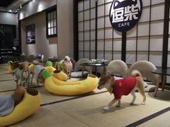 -逗柴咖啡屋·狗咖猫咖宠物桌游