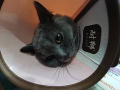 -瑞派宠物医院·中兽医专科(中央商城分院)