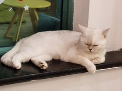 -猫在这儿猫咪咖啡馆·撸猫馆