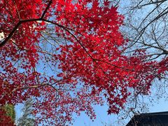 -习家池
