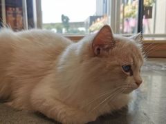 -瞄一喵猫咖(格力海岸店)