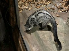 -清迈夜间动物园