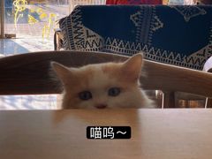 -平行世界·猫咖(首经贸店)